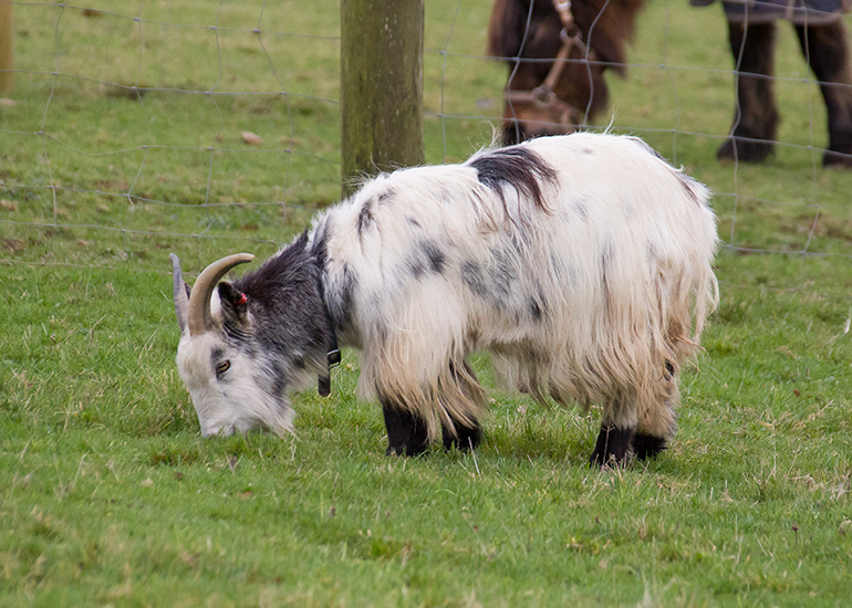 Steve, Pygmy Goat
