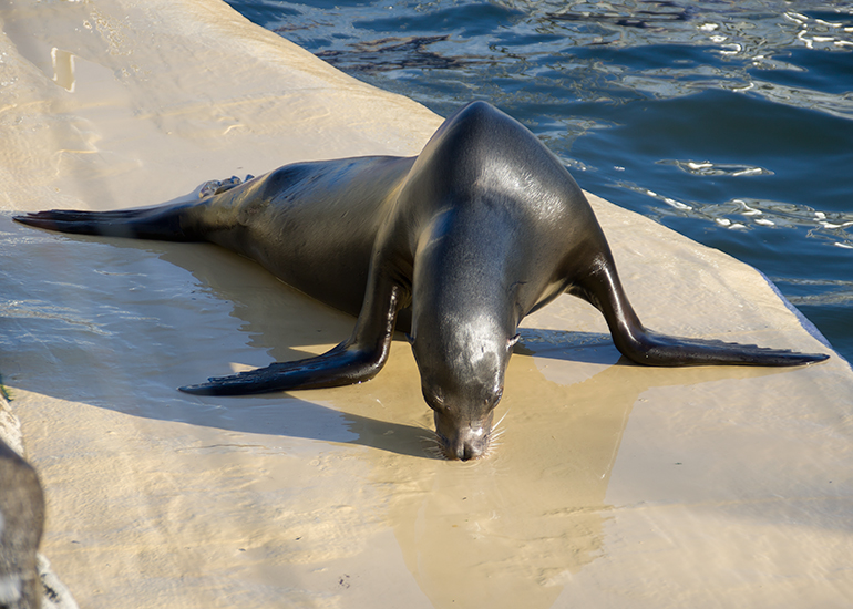 Sunny, California Sea Lion