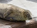 Resident Grey Seals resting at the end of a busy day - Summer 2016