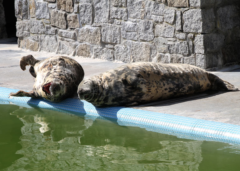 Resident Seal