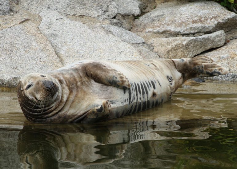 Resident Seal