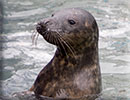 Riddikulus, Rescued seal pup