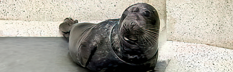 Riley in the CSS hospital