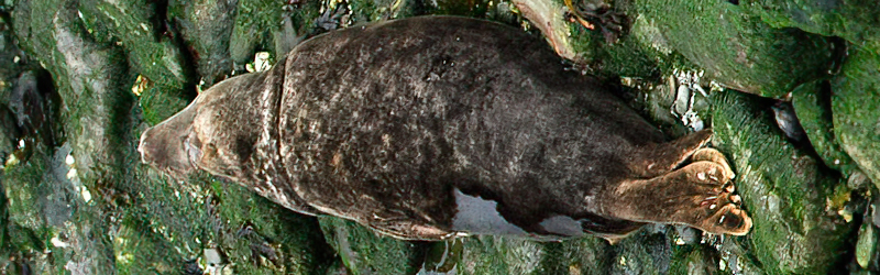 Photo of Riley was taken by Simon Bone