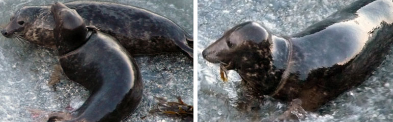 Riley - 15th November 2010