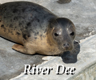 River Dee