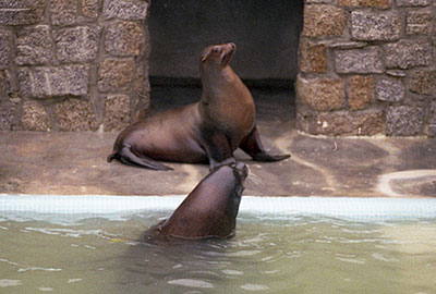 Rocky and Pepper in 1992