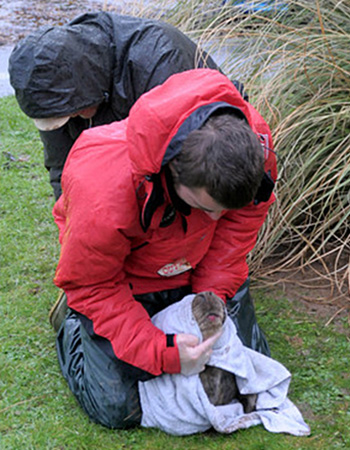 Photo copyright - Contact PR at the Cornish Seal Sanctuary