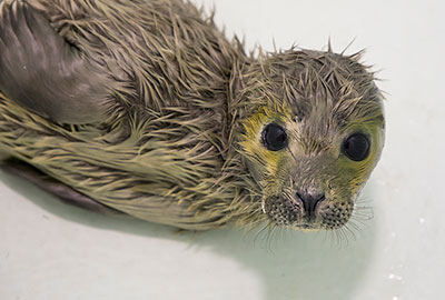 Rumba - taken on 12th May 2018