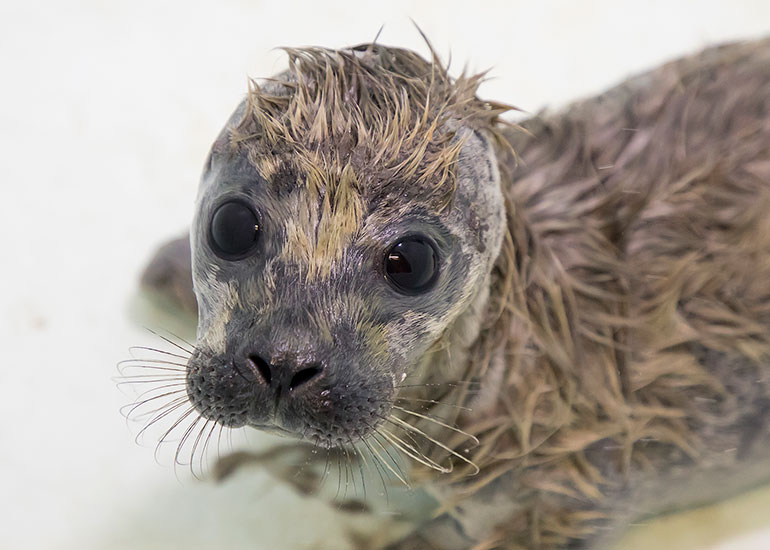 Rumba - photo taken on 26th May 2018