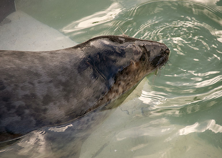 Run-DMC, rescued seal pup