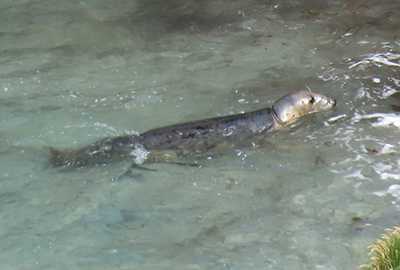 S104 Smile Ring Seal in the wild