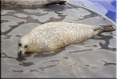 Sally, a resident common seal