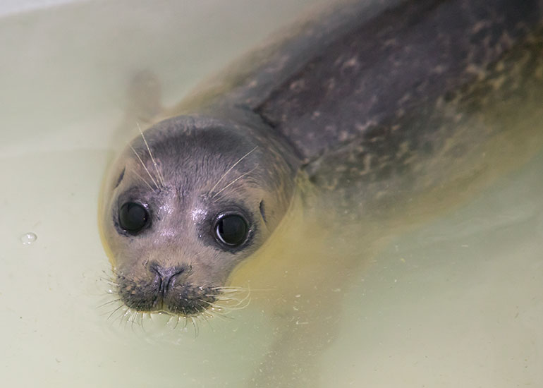 Salsa - photo taken on 12th May 2018