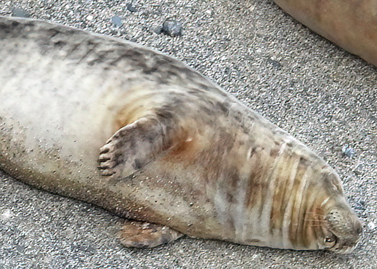 Sapphire - Photo Credit - Sue Sayer - Seal Research Trust