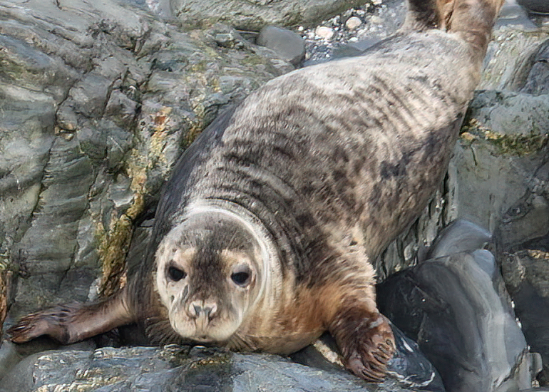 Sapphire - Photo Credit - Sue Sayer - Seal Research Trust