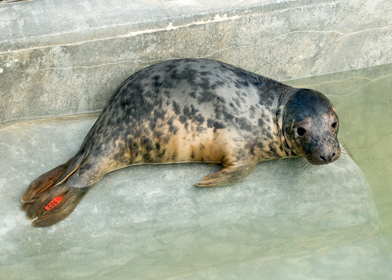 Scrunchie, rescued seal pup