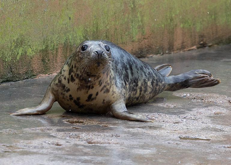 Scrunchie, rescued seal pup
