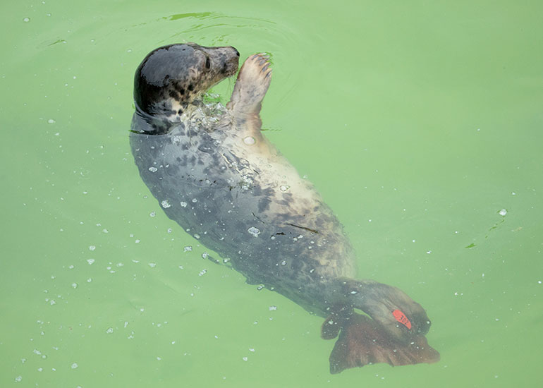 Scrunchie, rescued seal pup