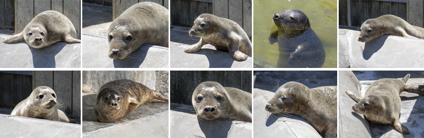 Sea Dragon - 2nd June 2022