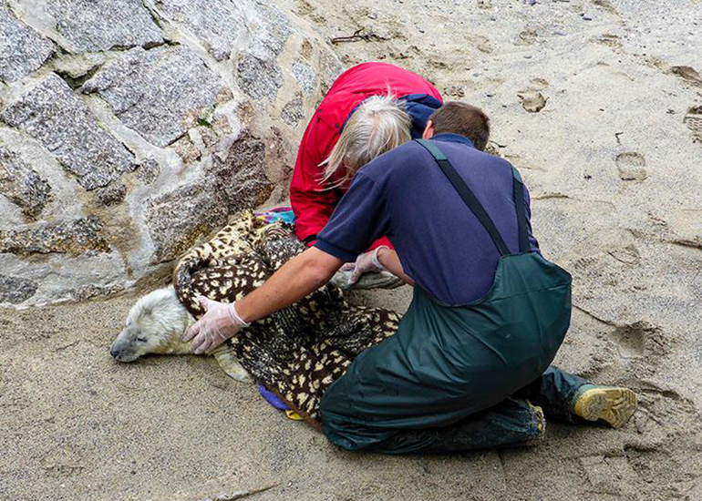 Seal Rescue - 4th September 2016