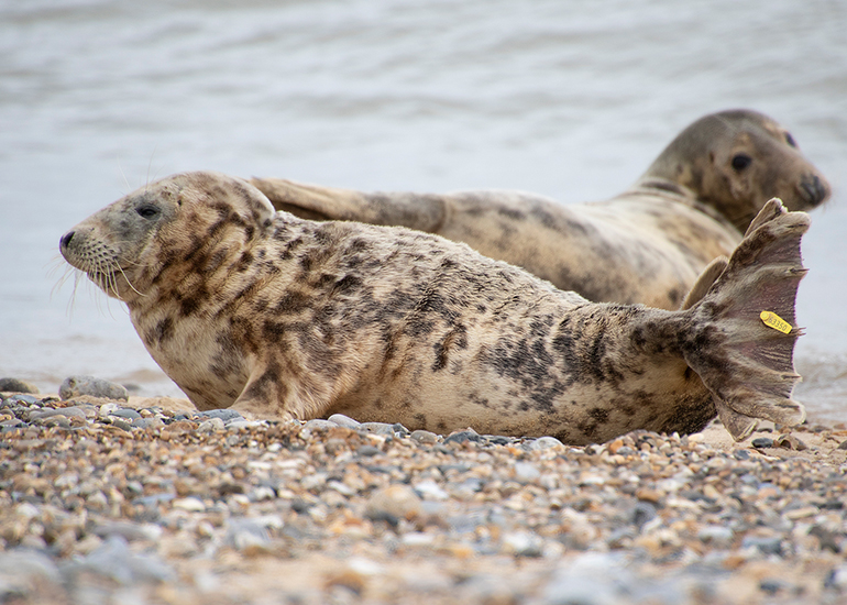 Seals in the wild!