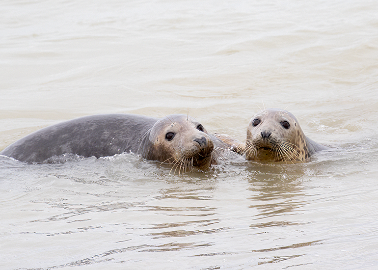 Seals in the wild!