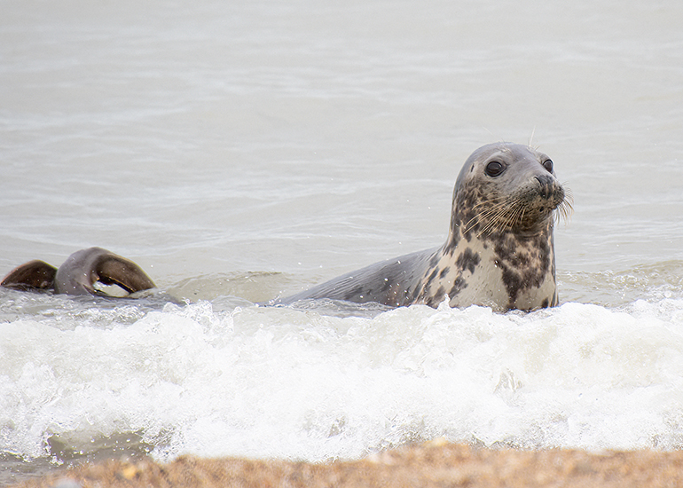 Seals in the wild!