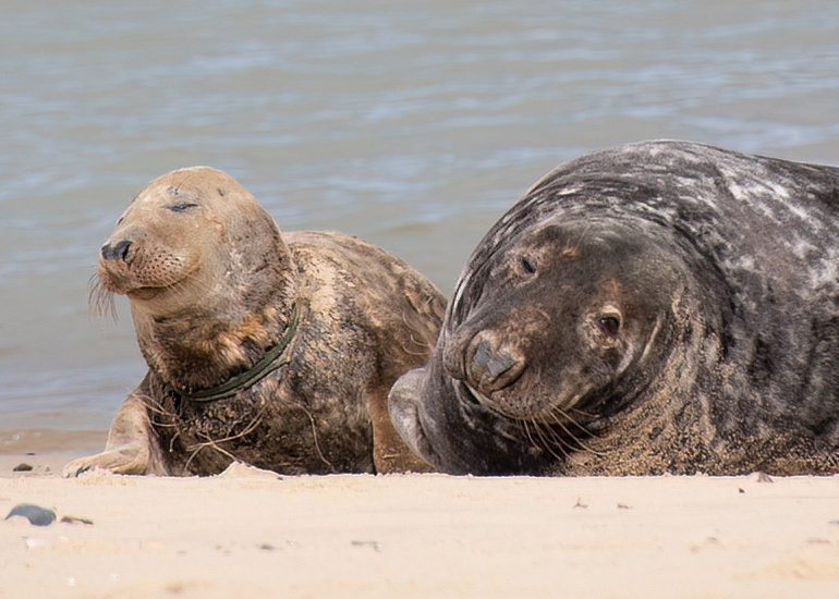 Seals in the wild