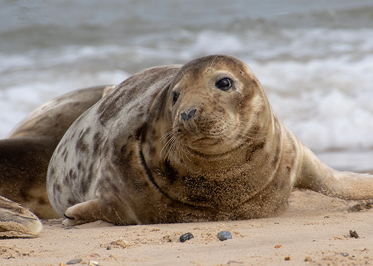Seals in the wild