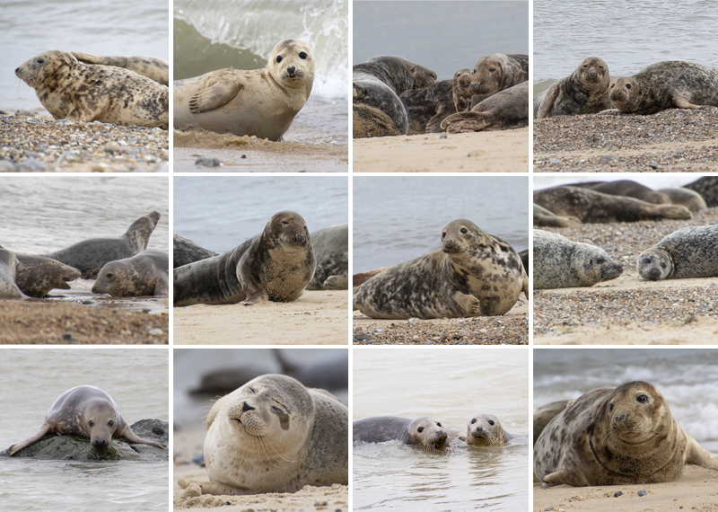 Seals in the Wild