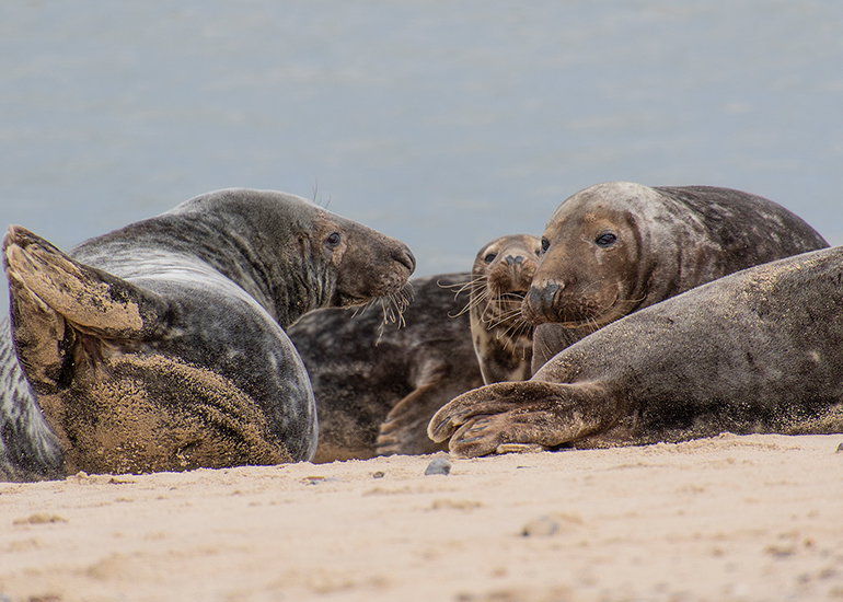 Seals in the wild!