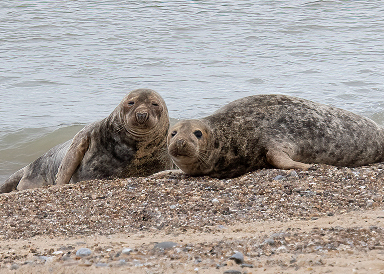 Seals in the wild!