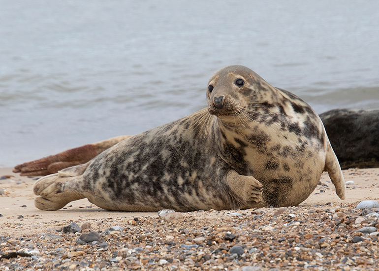 Seals in the wild!