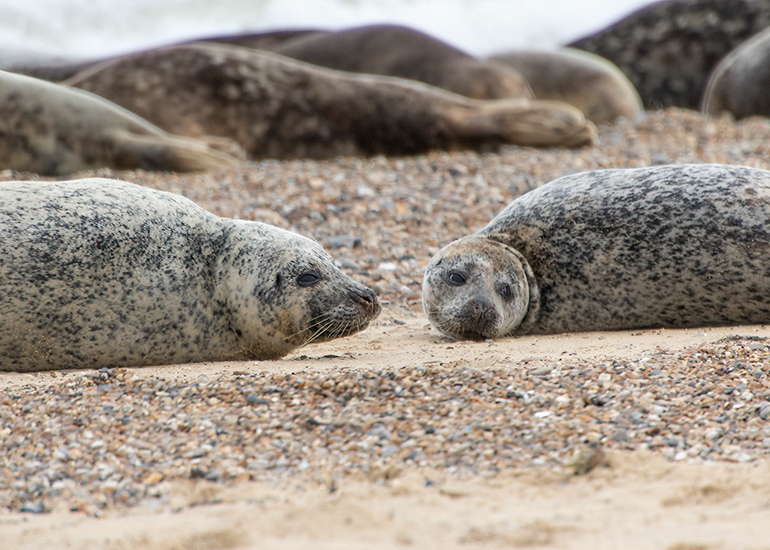 Seals in the wild!