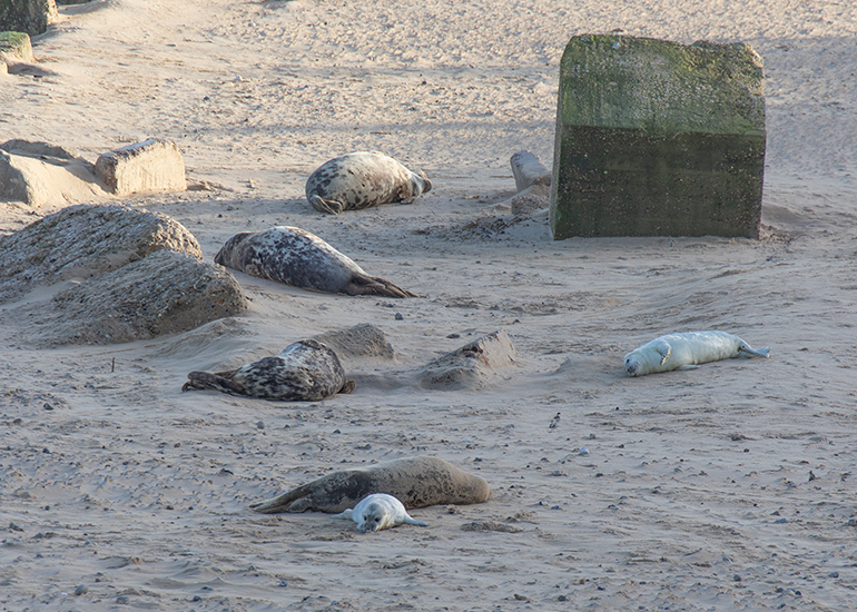 Seals in the wild!