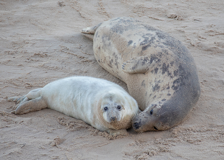 Seals in the wild!