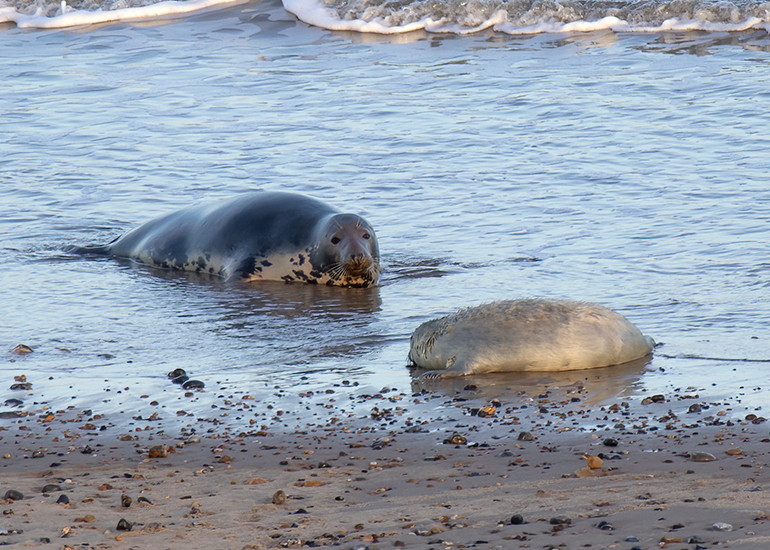 Seals in the wild!