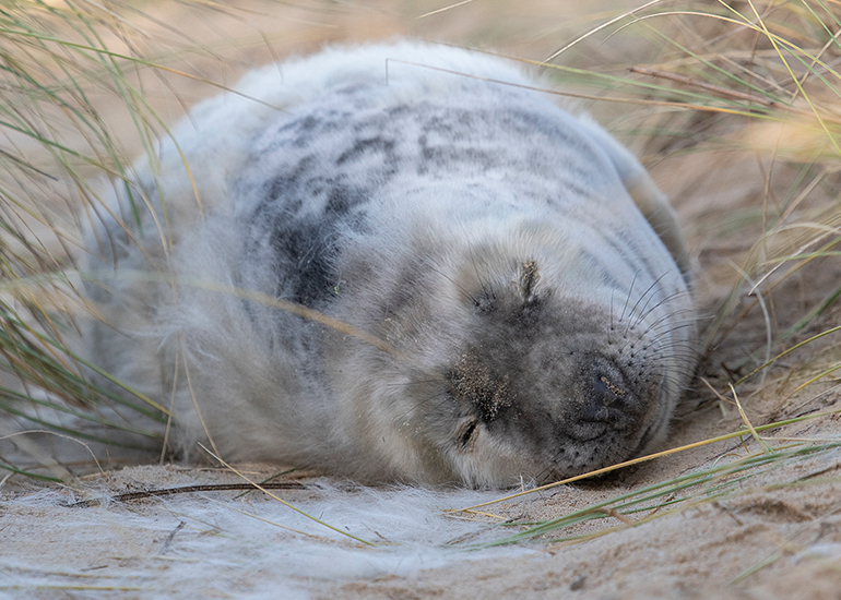 Seals in the wild!