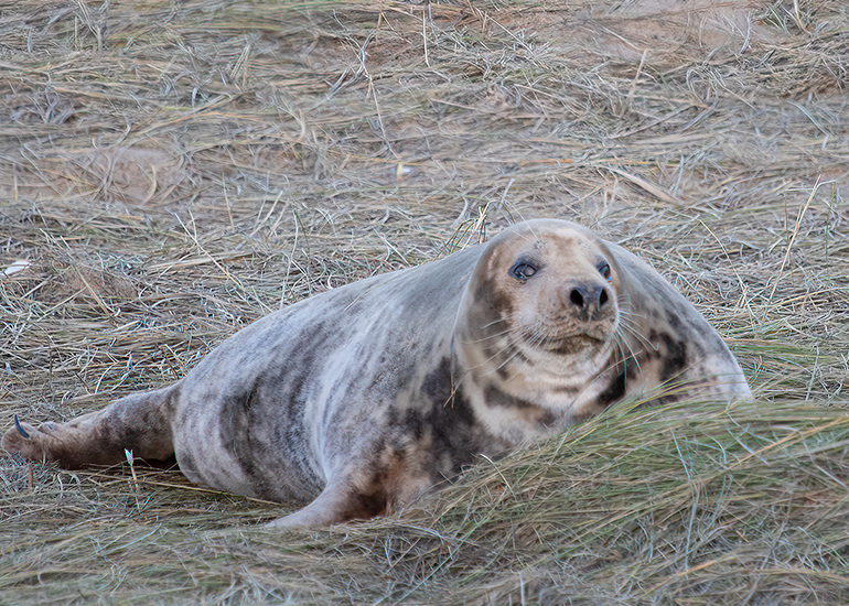 Seals in the wild!