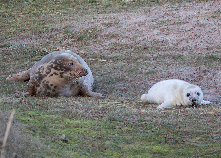 Seals in the wild!