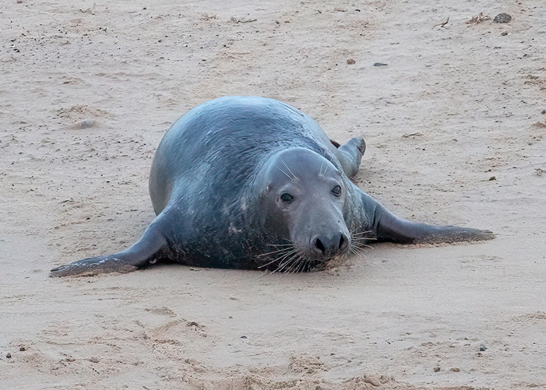 Seals in the wild!