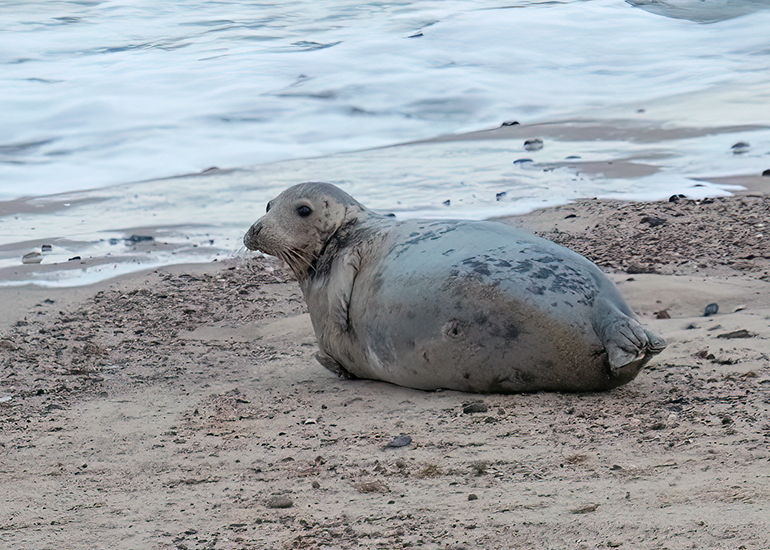 Seals in the wild!