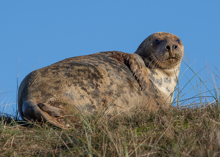 Seals in the wild!