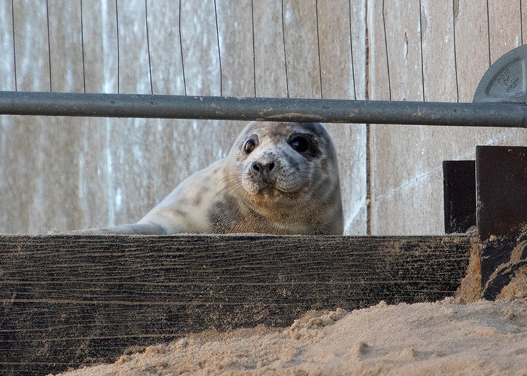Seals in the wild!