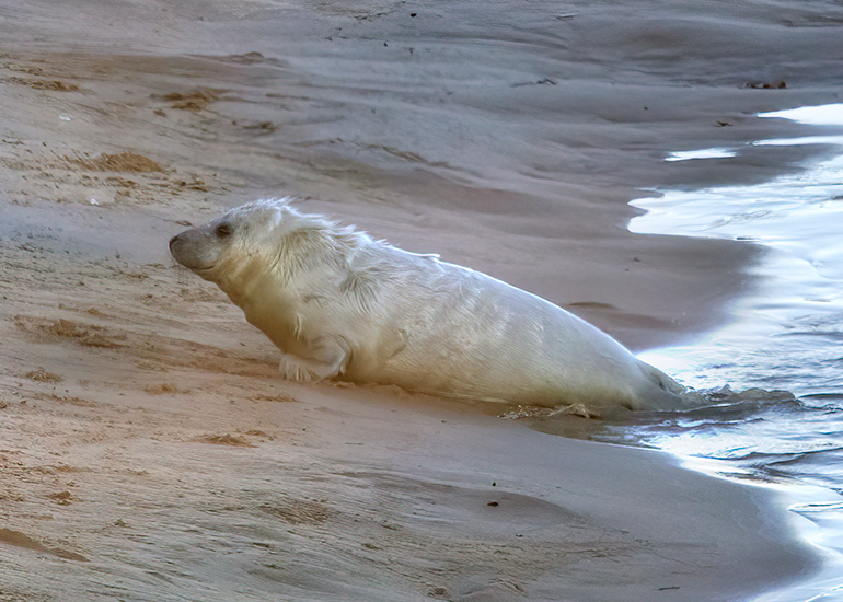 Seals in the wild!