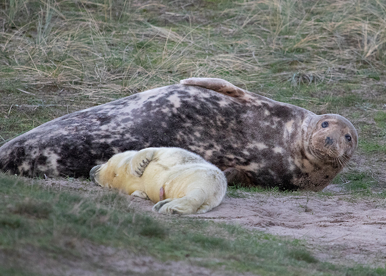 Seals in the wild!