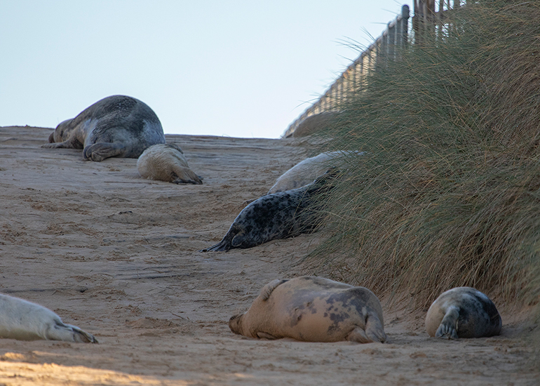 Seals in the wild!