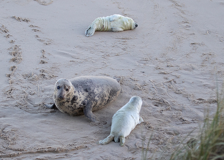 Seals in the wild!