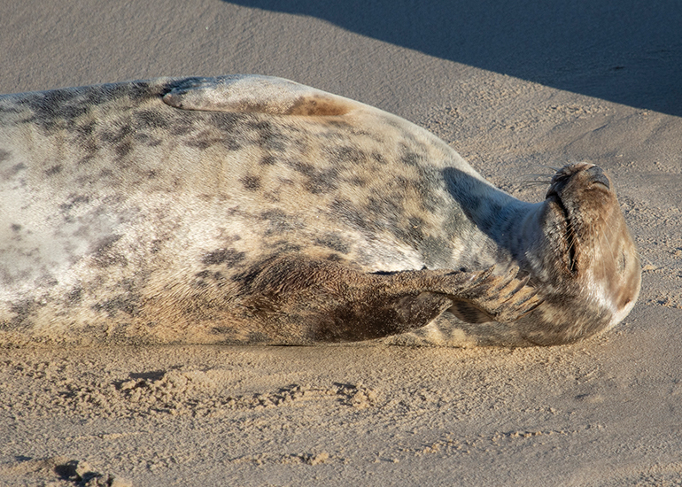 Seals in the wild!